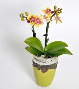 kleine Orchidee