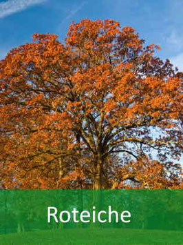 Roteiche (Quercus rubra) | Oktober 2026
