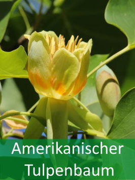 Amerikanischer Tulpenbaum (Liriodendron tulipifera) - Oktober 2026