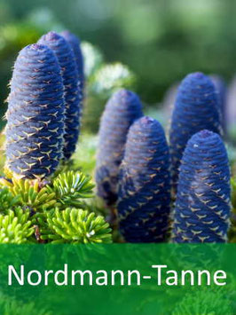 Nordmann-Tanne (Abies nordmanniana) - Oktober 2026
