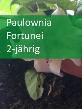 Paulownia Fortunei - 2 jährig für April 2026