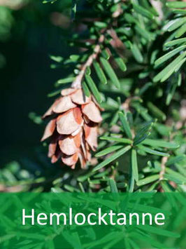 Hemlocktanne (Tsuga heterophylla) - Oktober 2026
