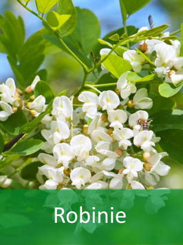 Robinie (Robinia pseudoacacia) - Oktober 2026