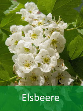 Elsbeere (Sorbus torminalis) - Oktober 2026