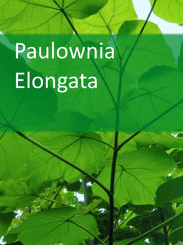 Paulownia Elongata - Containerpflanzen für Juli 2022