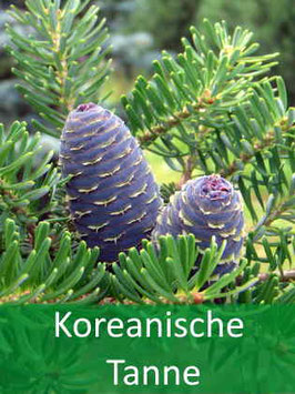 Korea Tanne (Abies koreana) - Oktober 2026