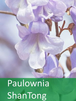 Paulownia ShanTong - September 2025