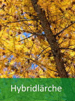 Hybridlärche (Larix x eurolepsis) - Oktober 2026