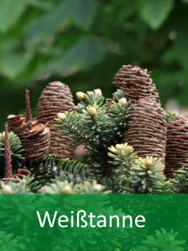 Weißtanne (abies alba) - Oktober 2026