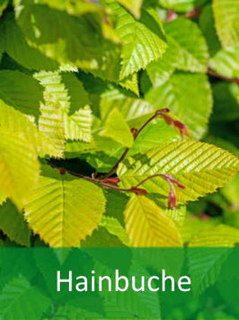 Hainbuche (carpinus betulus) - Oktober 2026