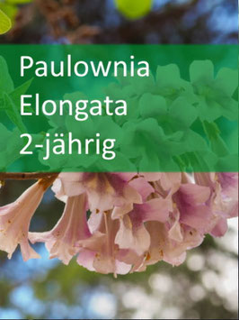 Paulownia Elongata - 2 jährig - September 2025