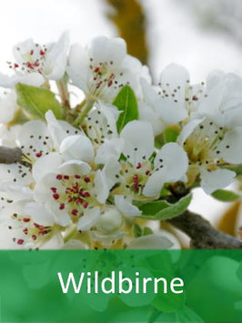 Wildbirne (Pyrus pyraster) - Oktober 2026