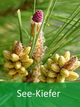 See-Kiefer (Pinus pinaster) - Oktober 2026