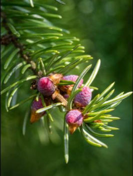 Serbische Fichte (Picea omorika) - Oktober 2026
