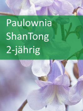 Paulownia ShanTong - 2 jährig für Mai 2026