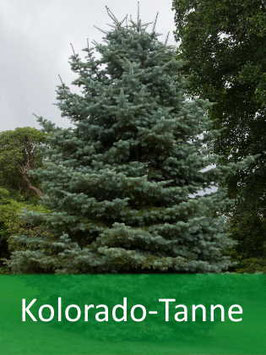 Kolorado-Tanne (Abies concolar) - Oktober 2026