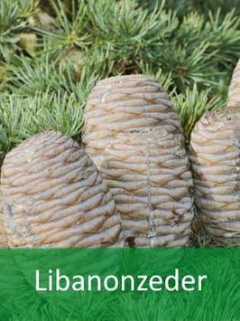 Libanon-Zeder (Cedrus libani) - Oktober 2026