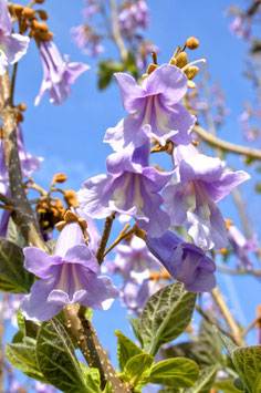 Blauglockenbaum (Paulownia tomentosa) - Frühlings-Spezial