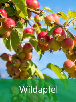 Wildapfel (Malus sylvestris) - Oktober 2026