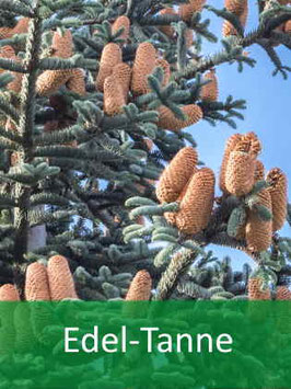 Edel-Tanne (Abies procera) - Oktober 2026