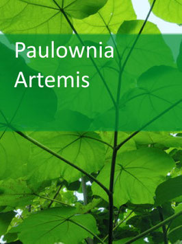 Paulownia Artemis - Containerpflanze für Juli 2022