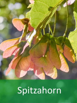 Spitzahorn (Acer platanoides) - Oktober 2026