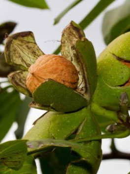Echte Walnuss (Juglans regia) - Oktober 2026