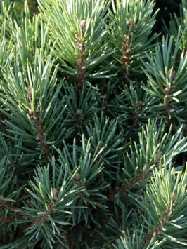 Silberkiefer (Pinus sylvestris) „Watereri“