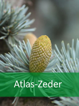 Atlaszeder (Cedrus atlantica) - Oktober 2026