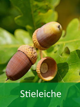 Stieleiche (Quercus robur) - Oktober 2026