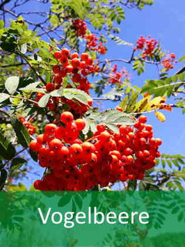 Vogelbeere (Sorbus aucuparia) - Oktober 2026