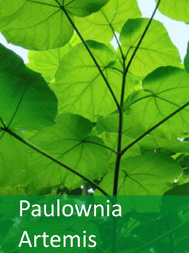 Paulownia Artemis - September 2025
