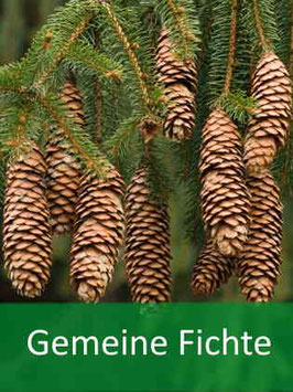 Gemeine Fichte (Picea abies) - Oktober 2026