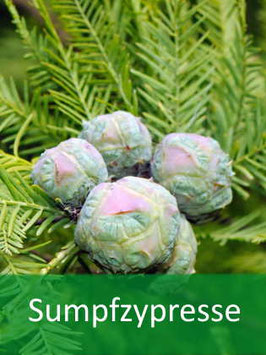 Sumpf-Zypresse (Taxodium distichum) - Oktober 2026