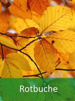 Rotbuche (Fagus sylvatica) - Oktober 2026