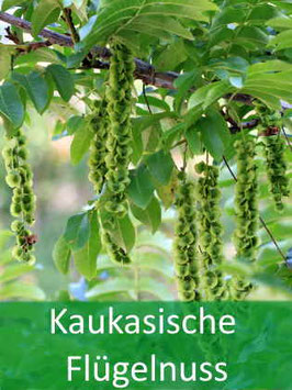 Kaukasische Flügelnuss (Pterocarya fraxinifolia)