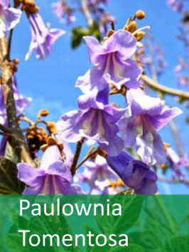 Paulownia Tomentosa - September 2025