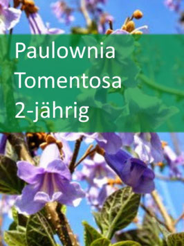 Paulownia Tomentosa - 2 jährig für Mai 2026