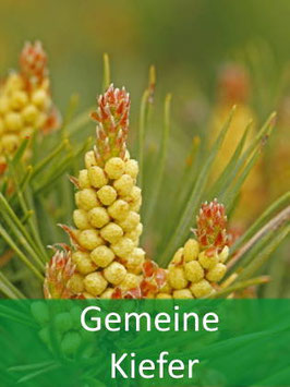 Gemeine Waldkiefer (Pinus sylvestris) - Oktober 2026