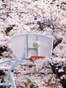 Sakura Hoops