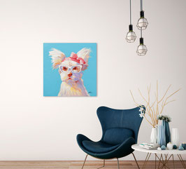Bichon a lunette IL355931