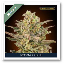 Advanced Seeds - Somango Glue