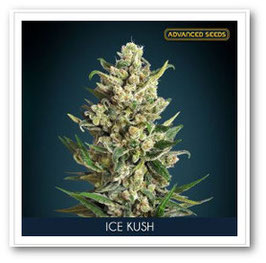 Advanced Seeds - Ice Kush