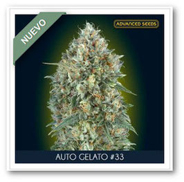 Advanced Seeds - Auto Gelato #33