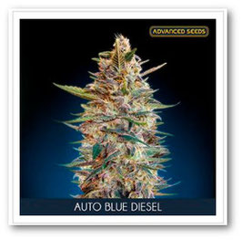 Advanced Seeds -  Auto Blue Diesel