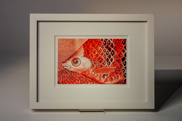 ROTER FISCH