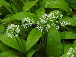 Bärlauch (Allium ursinum)