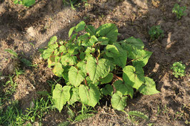 Baumspinat (Fagopyrum cymosum)