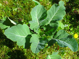 Ewiger Kohl  (Brassica oleracea)