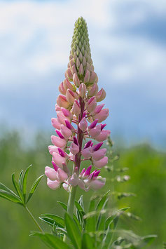 Natürlicher Citruspflanzen-Dünger: Lupinensamen